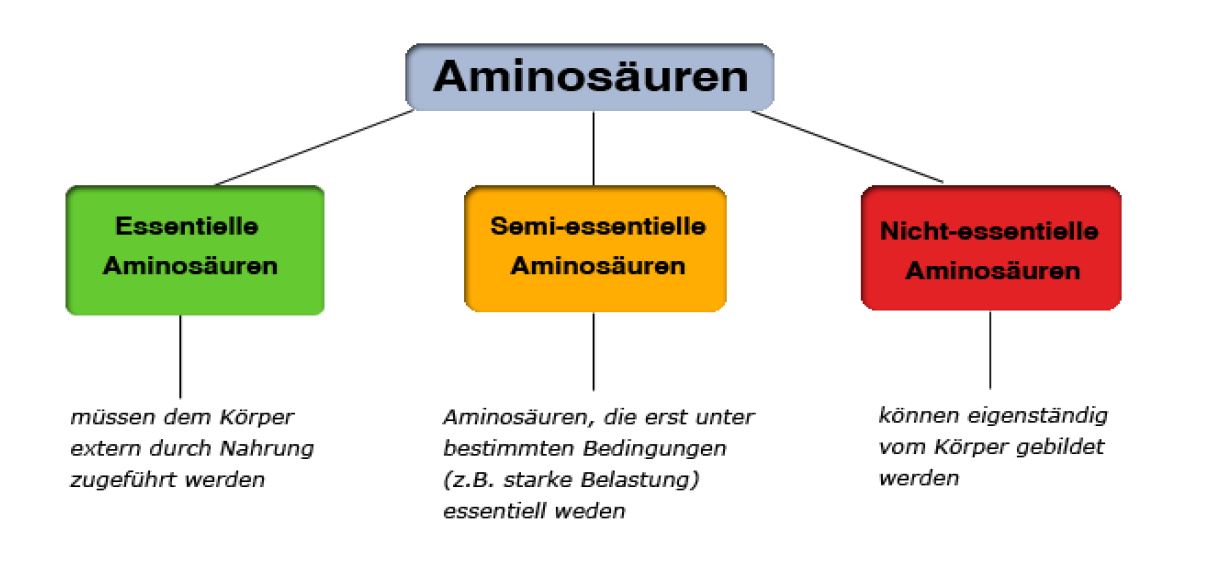 Schaubild der Aminosäuren